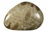 Small Polished Petoskey Stones (Fossil Coral) - Michigan - Photo 4